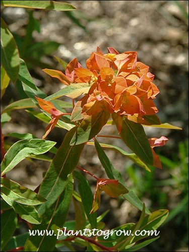 Te flowers are the tiny structures in the center of the two, orange leaf bracts. The bracts are not petals but modified leaves.